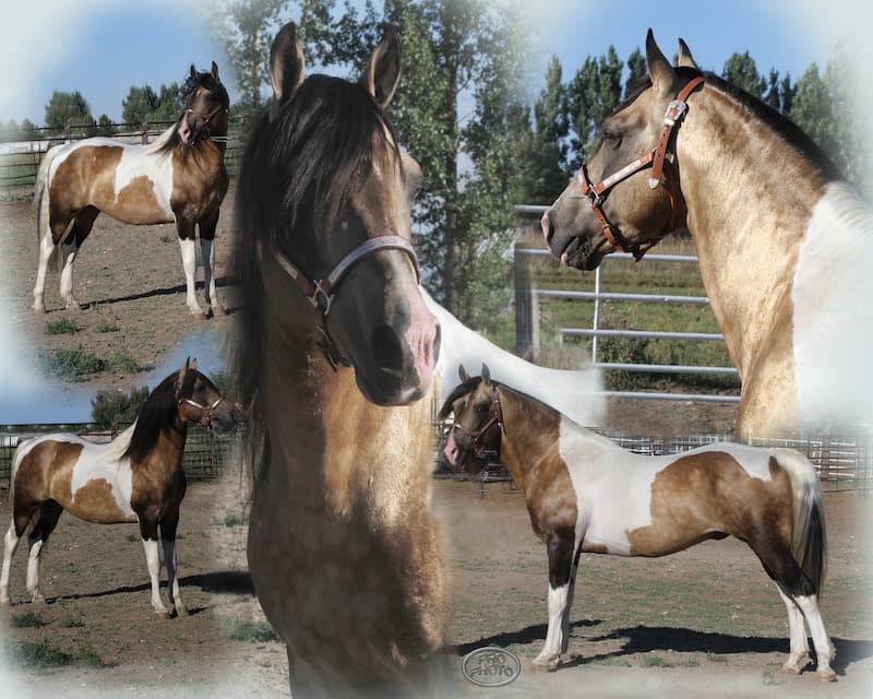 Collage of Storm the gentle stud.