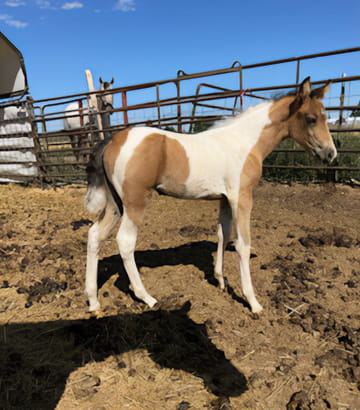 little filly for sale this spring in Rigby, Idaho.